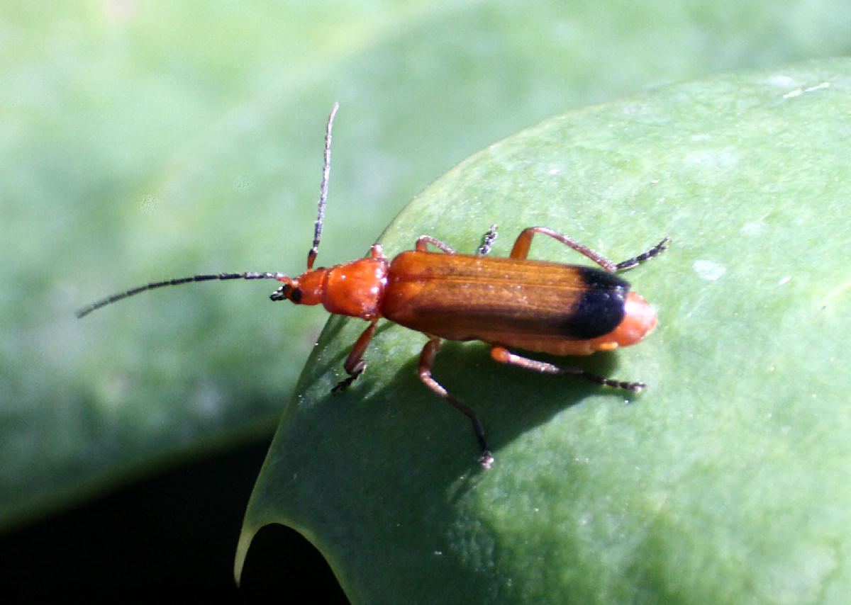 Rhagonycha fulva